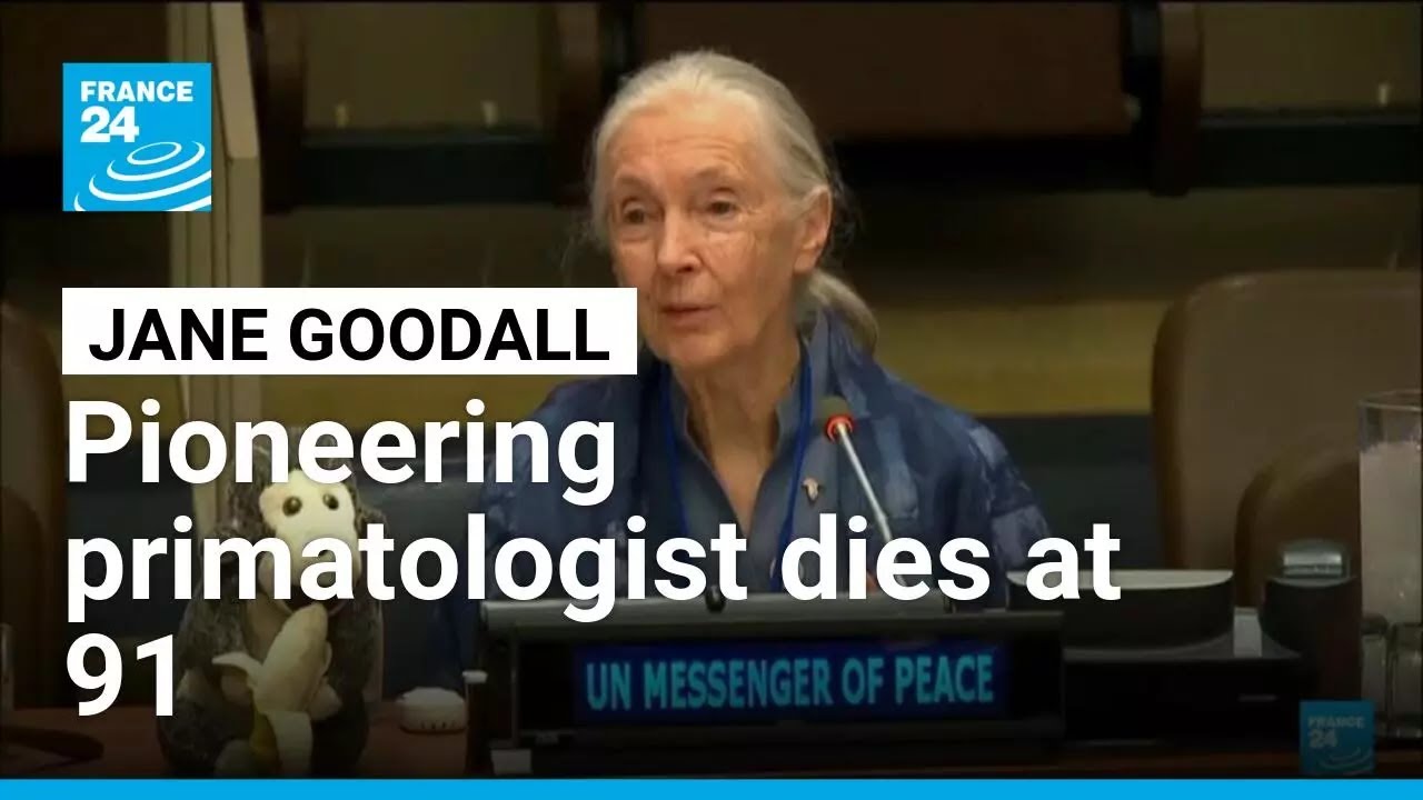 Jane Goodall, pioneering primatologist, conservationist and activist, dies at 91 • FRANCE 24