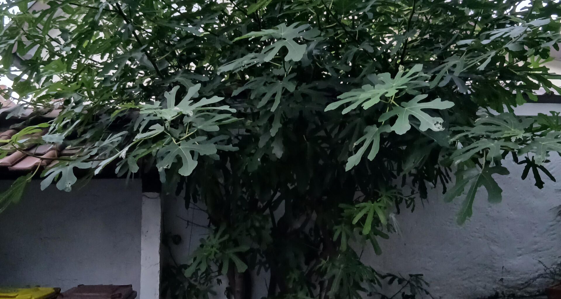 Feige richtig schneiden, die x-te