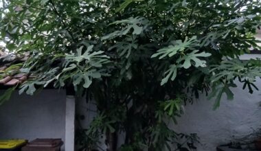 Feige richtig schneiden, die x-te