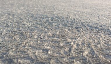 Der erste Nachtfrost. Hübsche Eiskristalle.