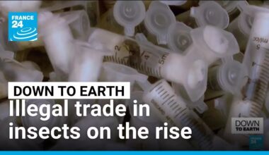 Illegal trade in rare insects on the rise • FRANCE 24 English