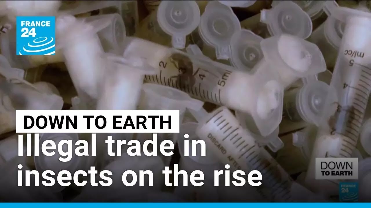 Illegal trade in rare insects on the rise • FRANCE 24 English