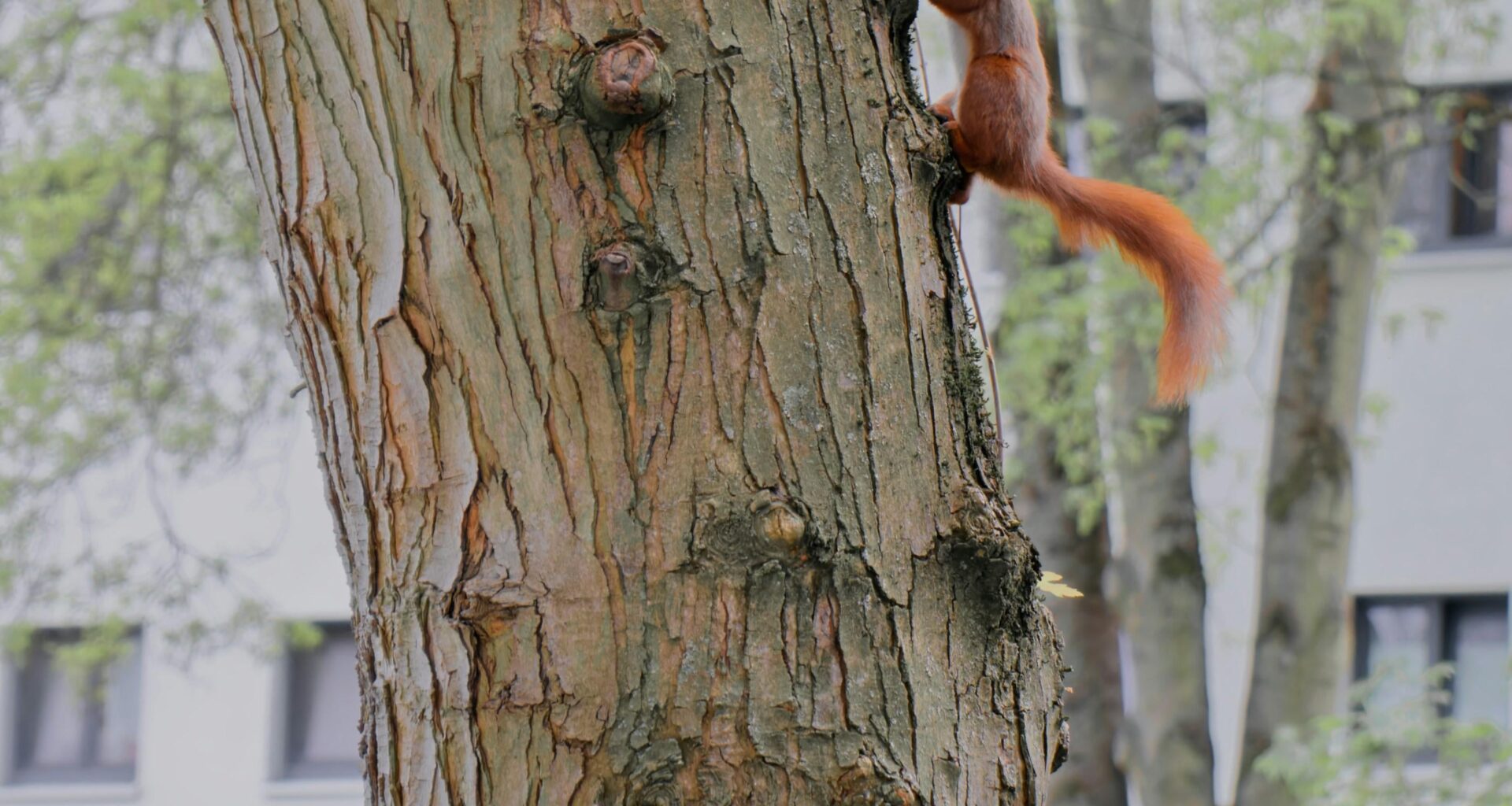 Manchmal muss man die Wohnung gar nicht verlassen...🐿️
