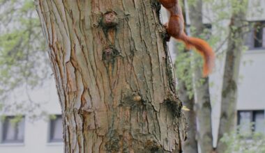 Manchmal muss man die Wohnung gar nicht verlassen...🐿️