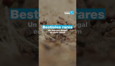Le trafic mondial d’insectes, le nouveau business en plein essor • FRANCE 24