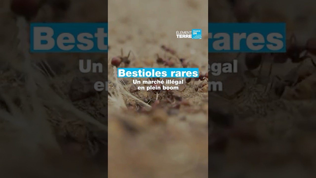 Le trafic mondial d’insectes, le nouveau business en plein essor • FRANCE 24