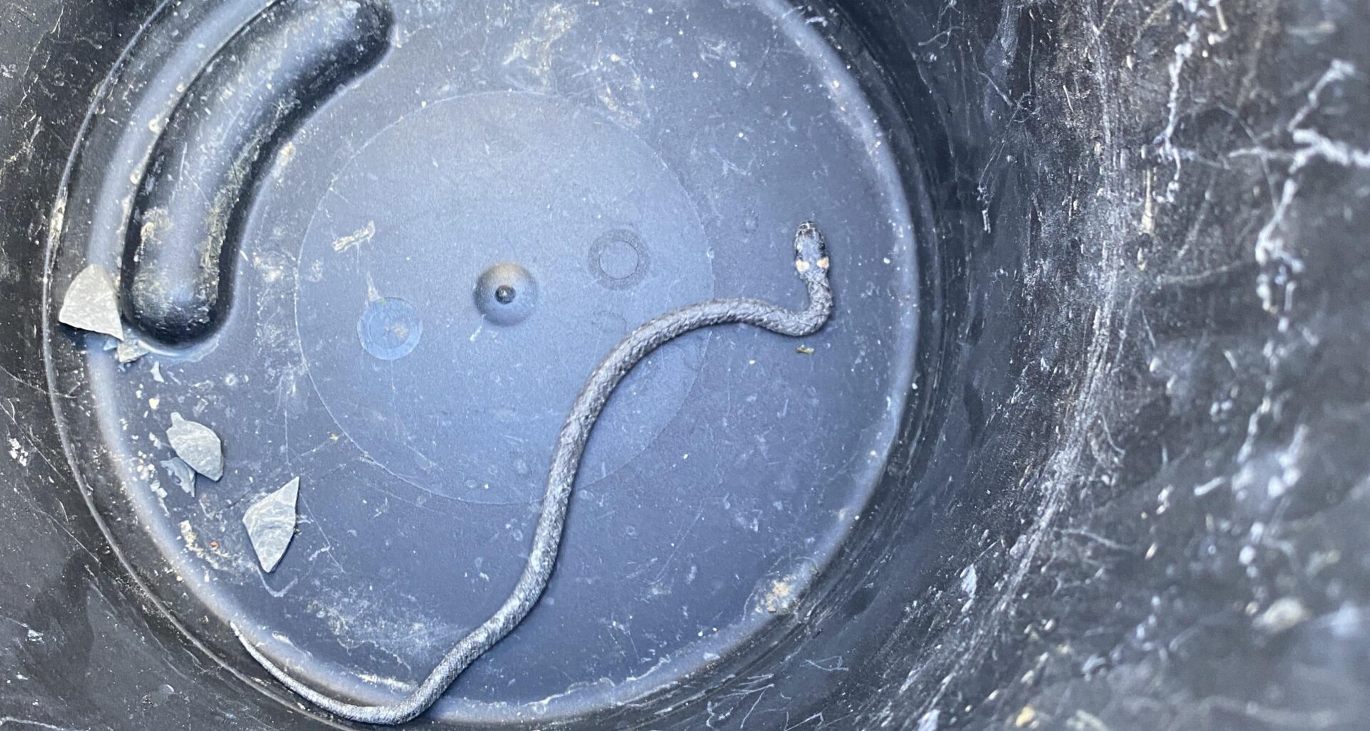 Heute im Besuchersteinbruch unterwegs gewesen und Schlängelchen gerettet