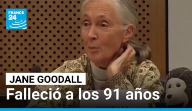 Falleció Jane Goodall, reconocida primatóloga y conservacionista • FRANCE 24 Español