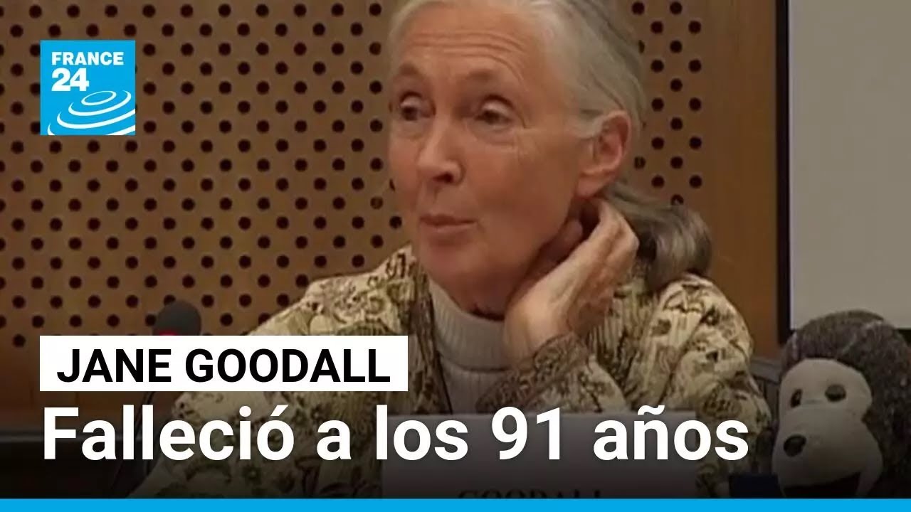 Falleció Jane Goodall, reconocida primatóloga y conservacionista • FRANCE 24 Español