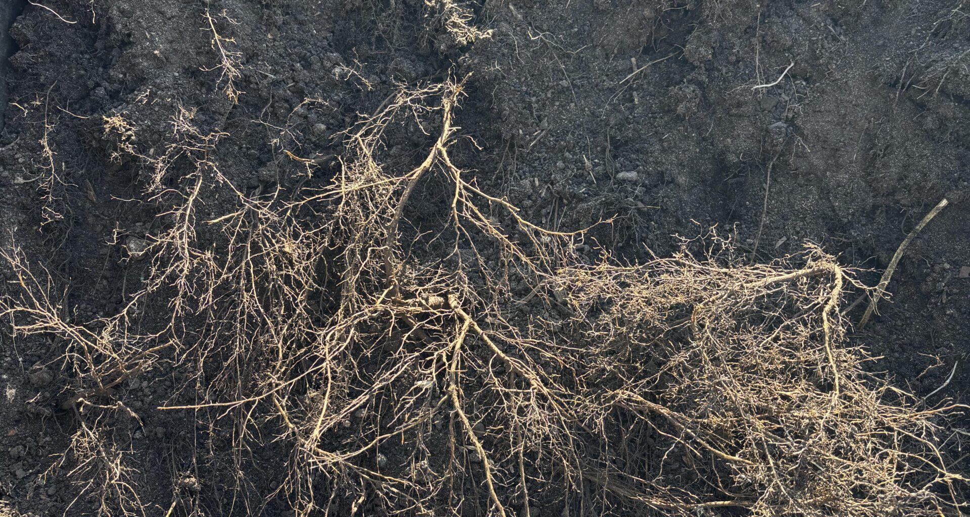 Walnussbaum wurzelt von unten in Hochbeete - wie verhindern?