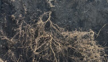 Walnussbaum wurzelt von unten in Hochbeete - wie verhindern?