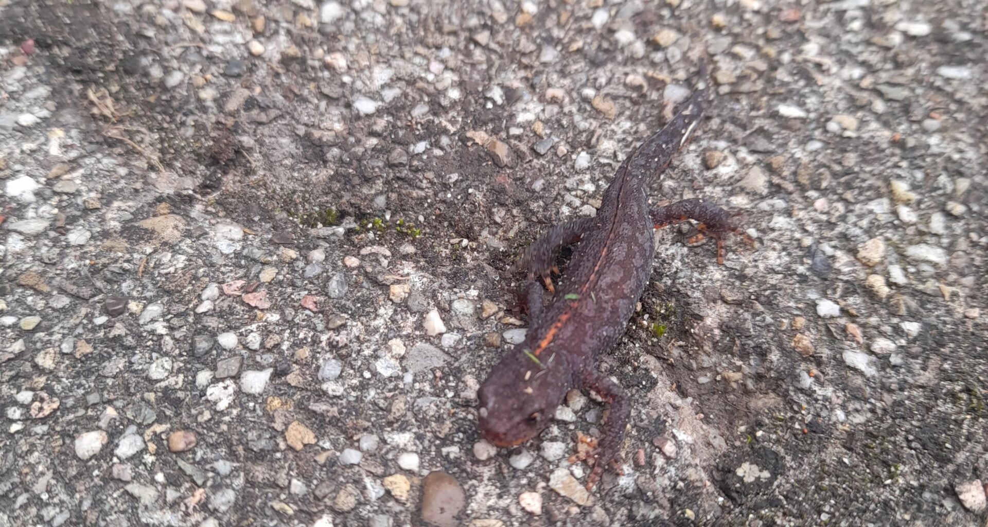 Bergmolch im Garten