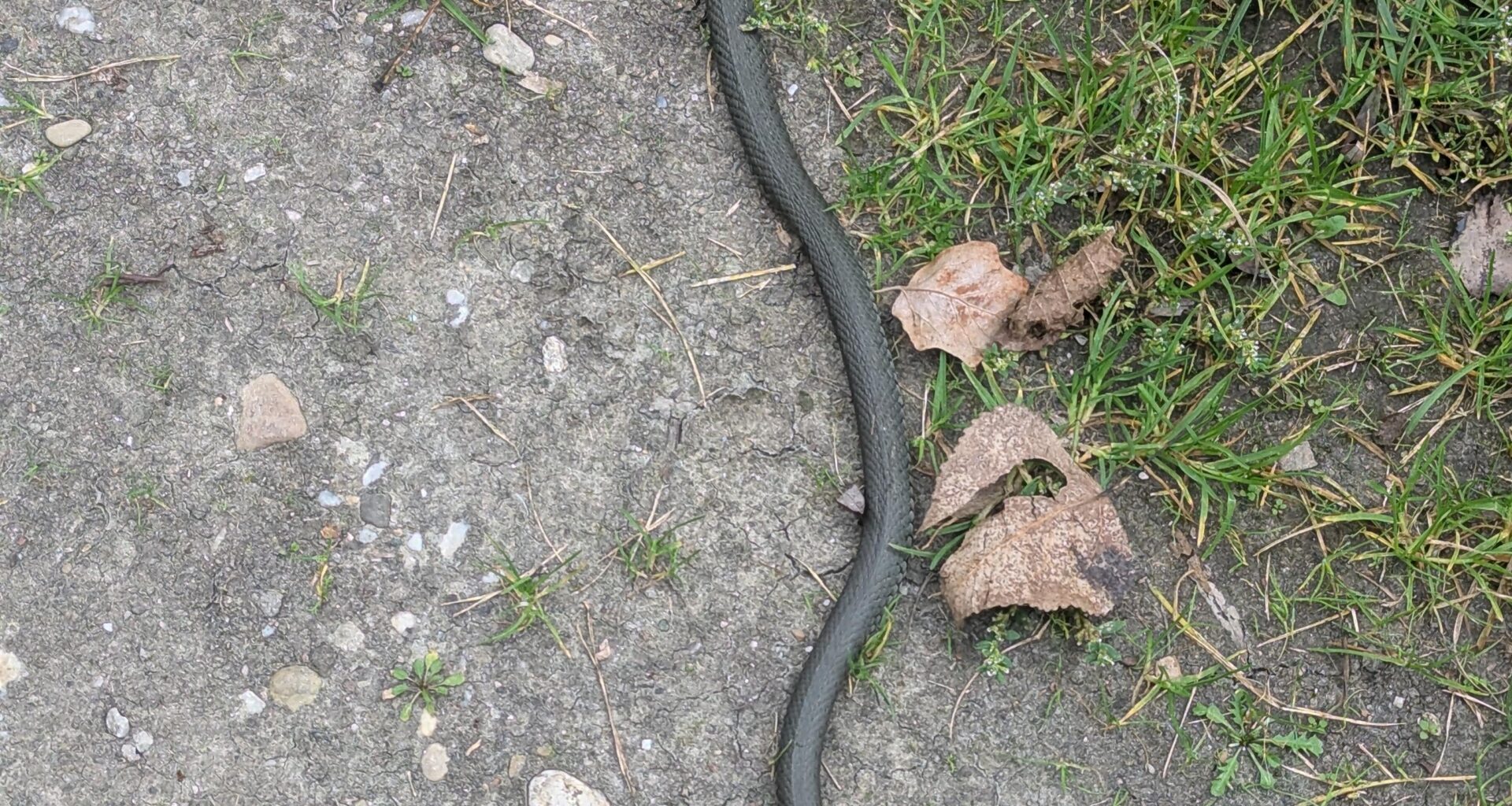 Ringelnatter (?) bei meinem Lauf heute gesehen.