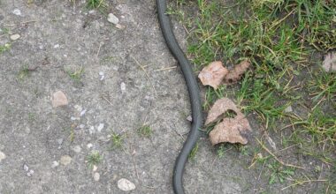 Ringelnatter (?) bei meinem Lauf heute gesehen.