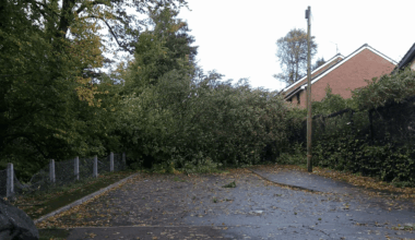 Storm Amy blows down a big tree in West Belfast