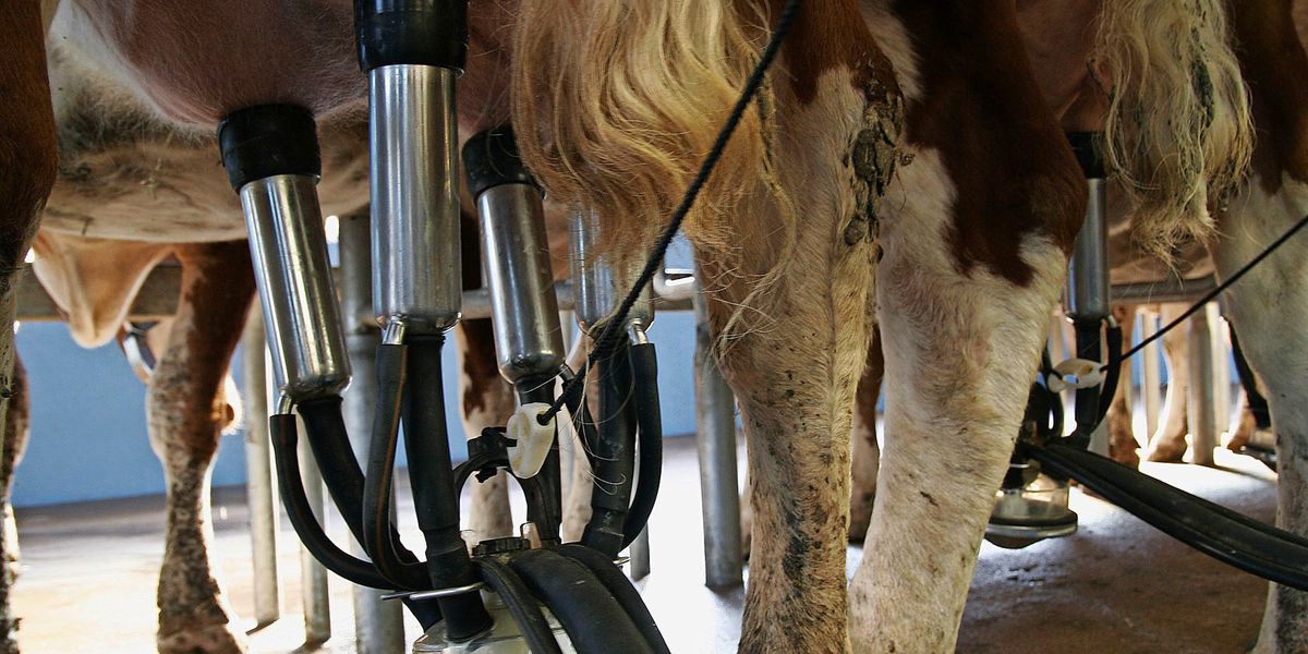 Vaches: 25’000 bovins menacés d’abattage en Suisse