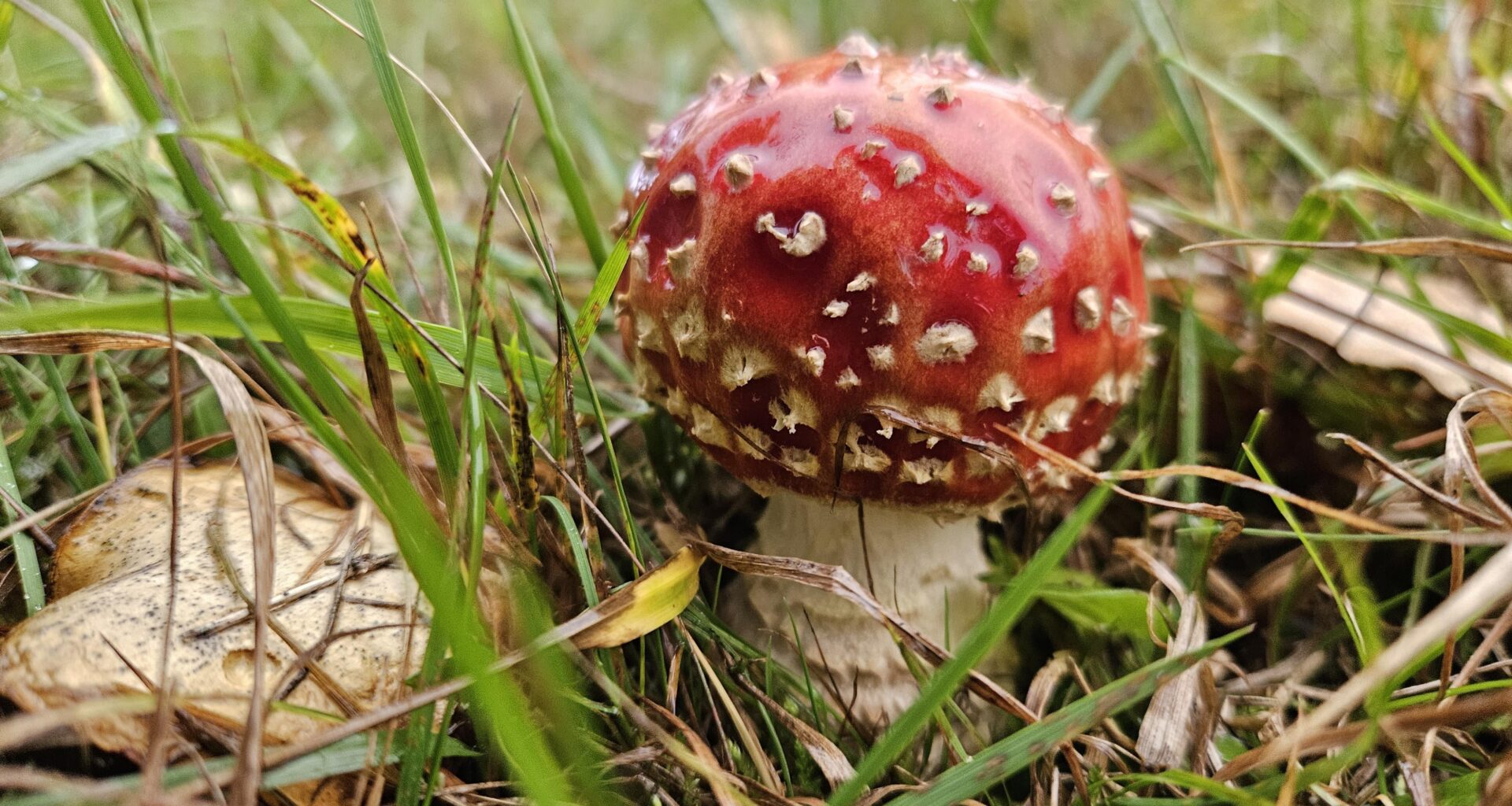 Heut den ersten entdeckt 🍄😊