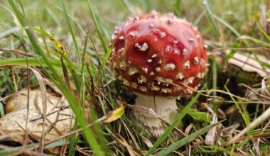 Heut den ersten entdeckt 🍄😊