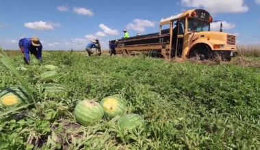Florida farmers struggle as fewer migrant workers want H-2A visas