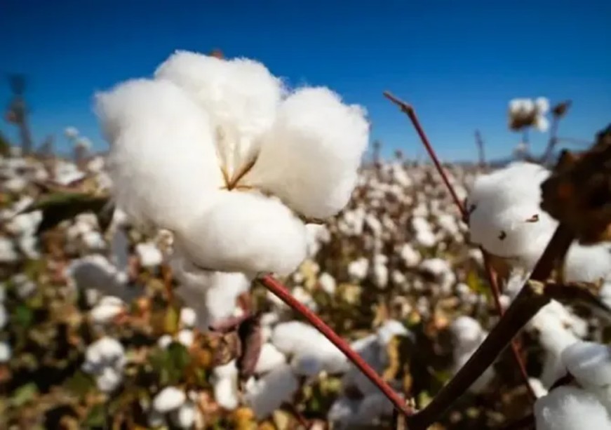 Resilient Threads: Weaving A Climate-Ready, Regenerative Future for Cotton in India