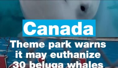 Canadian theme park warns it may euthanize beluga whales • FRANCE 24 English