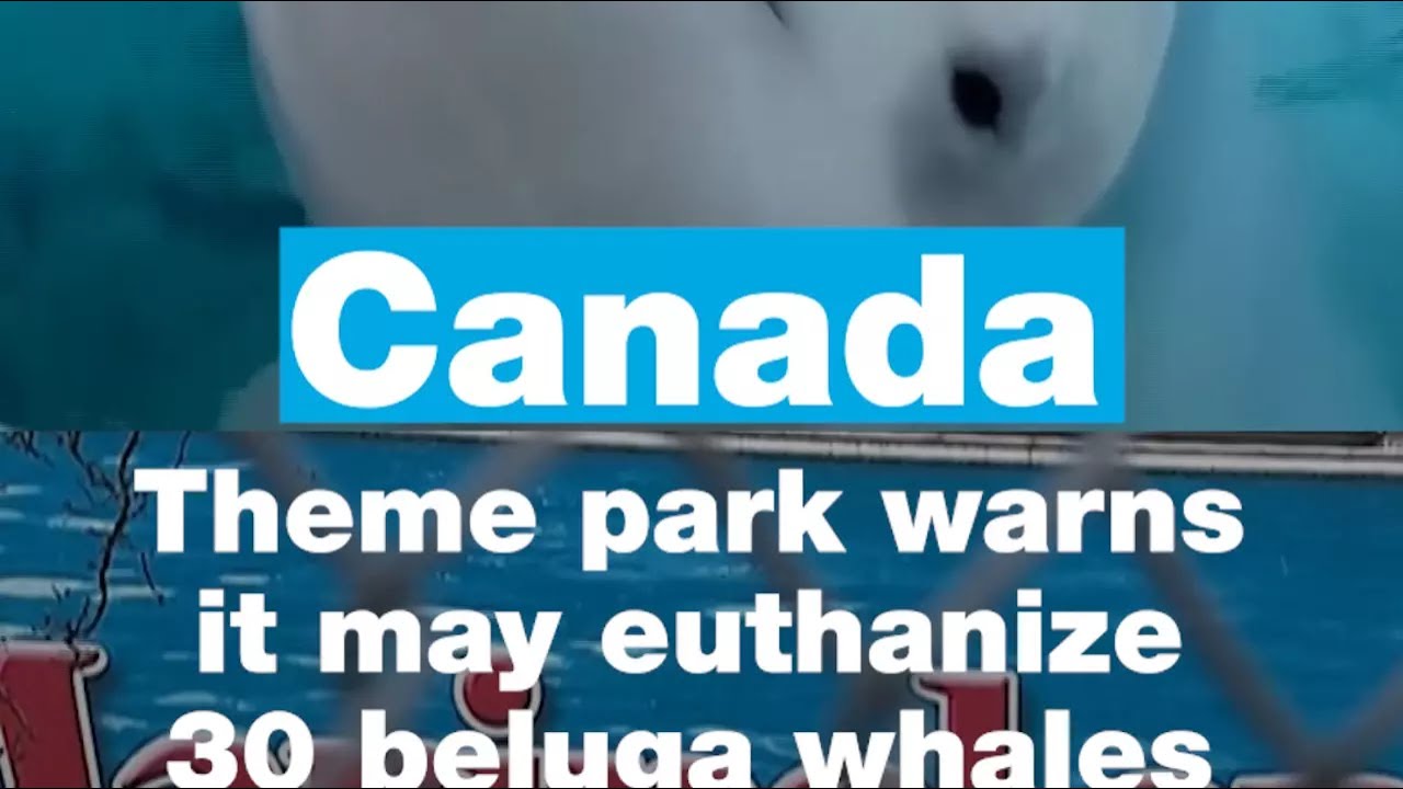 Canadian theme park warns it may euthanize beluga whales • FRANCE 24 English