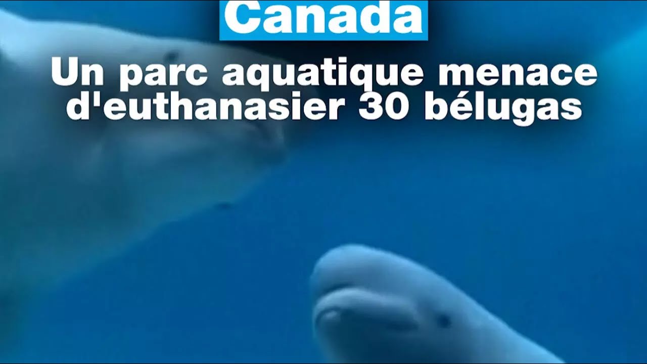 Canada : un parc aquatique menace d'euthanasier 30 bélugas • FRANCE 24