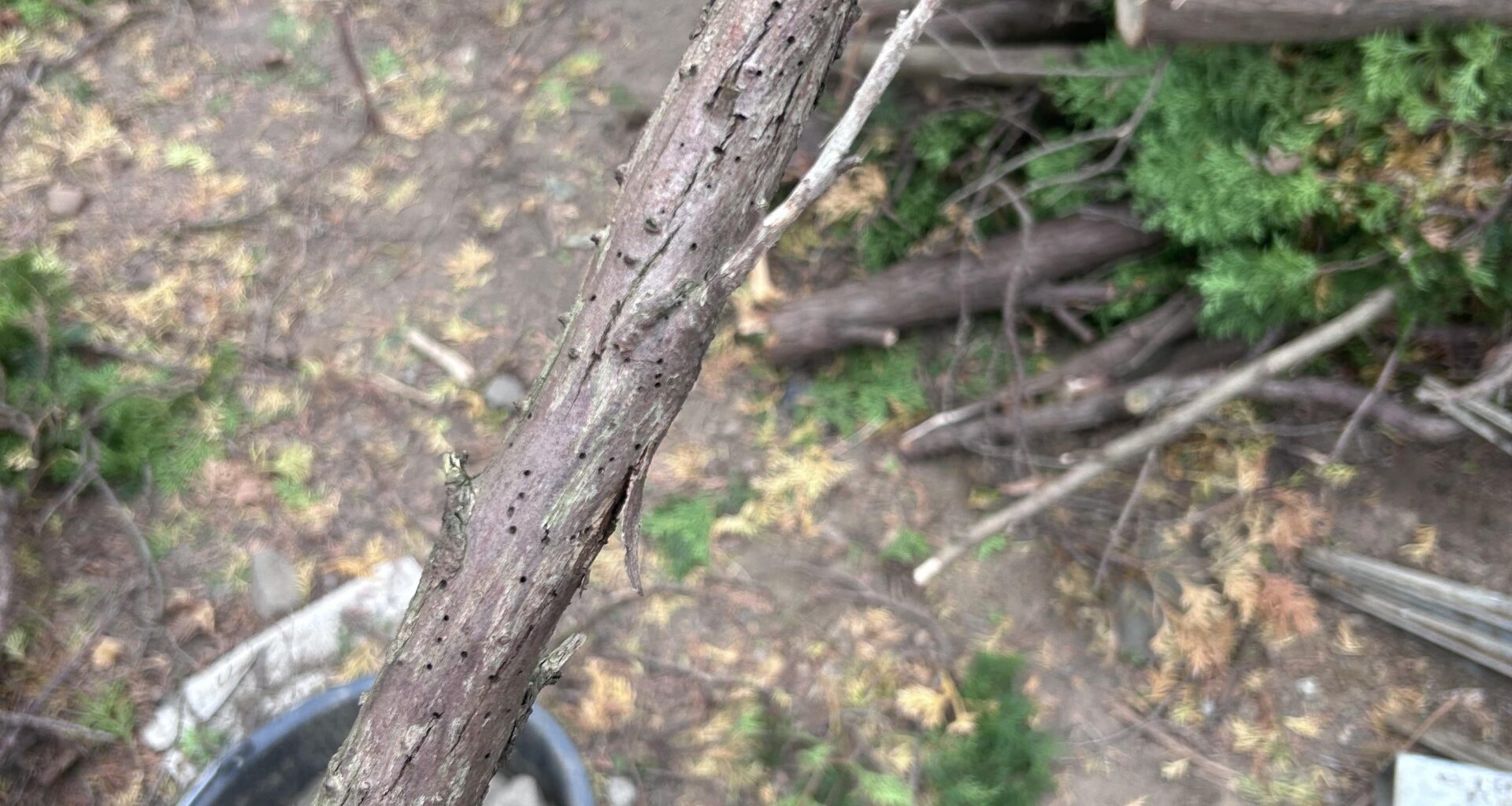 Was war hier am Werk?