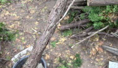 Was war hier am Werk?