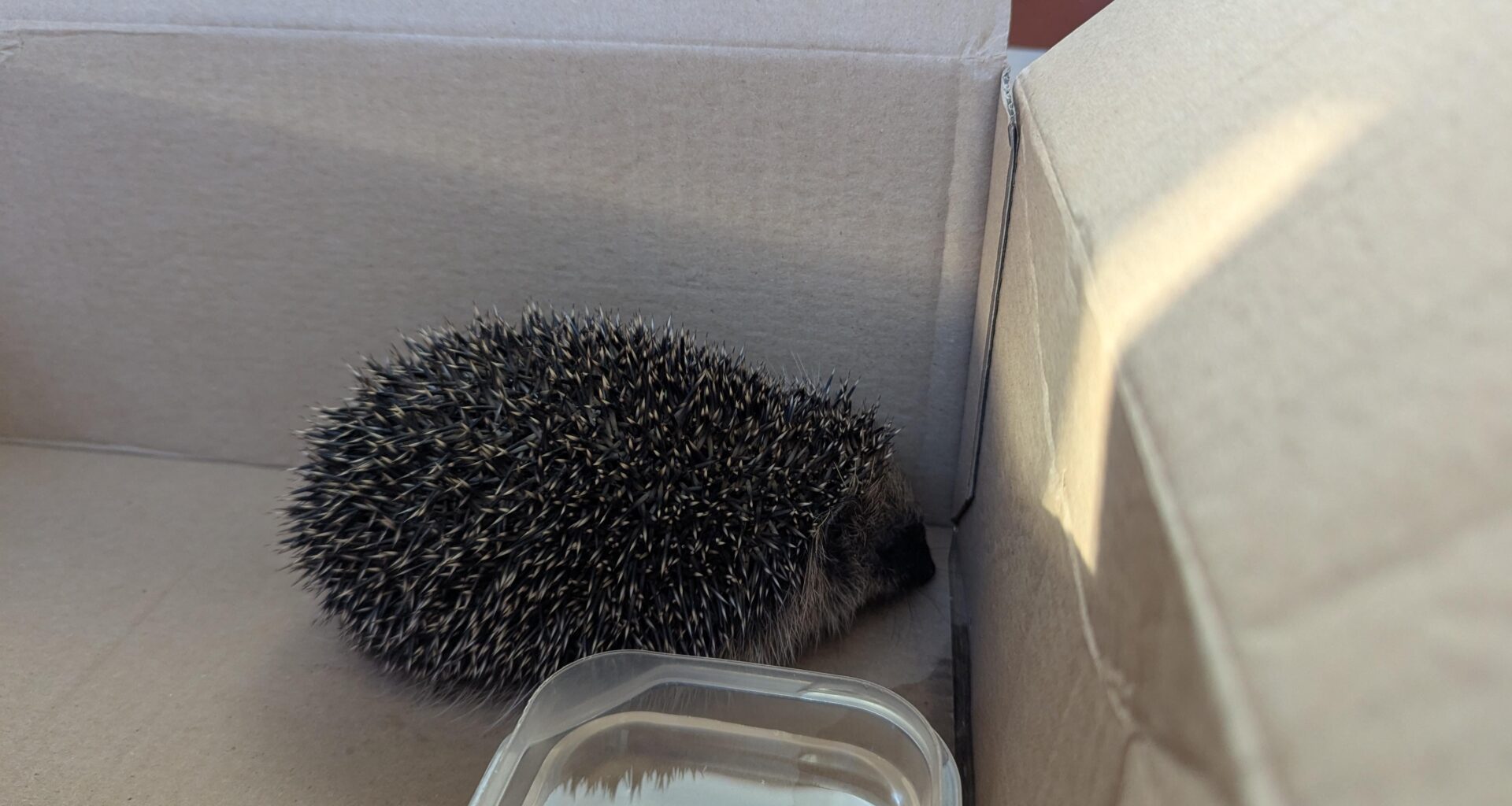 Igel mit unter 300g gefunden