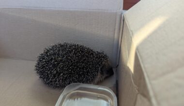 Igel mit unter 300g gefunden
