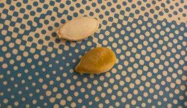 Welcher Kürbissamen ist der bessere zum Pflanzen