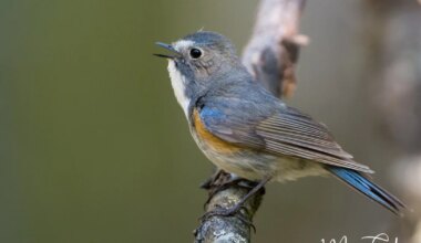 Spectacular growth in Red-flanked Bluetail population across Finland