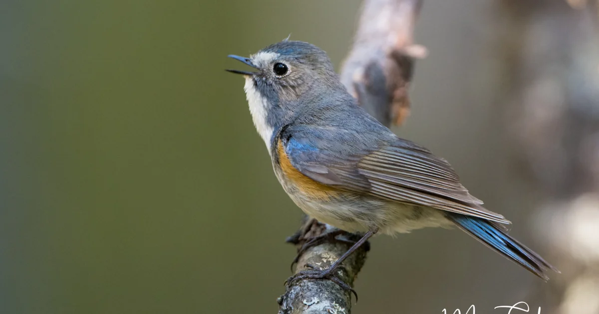 Spectacular growth in Red-flanked Bluetail population across Finland