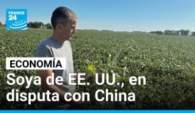 Soya, la nueva protagonista de la disputa comercial entre Estados Unidos y China • FRANCE 24