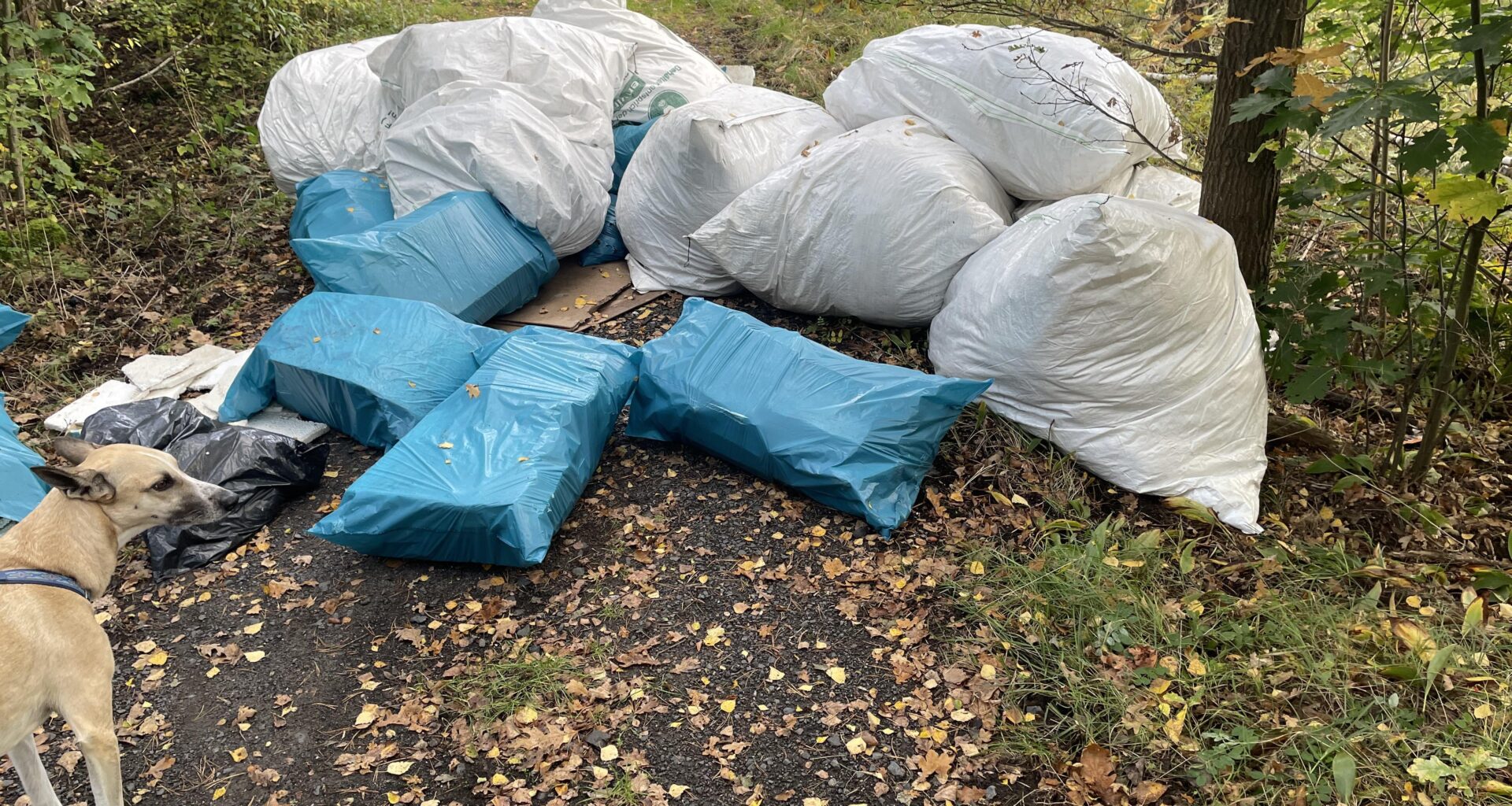 Schaut euch diesen Dreck an. Es ist unfassbar! Jeden Tag ein neuer Haufen mitten im Wald