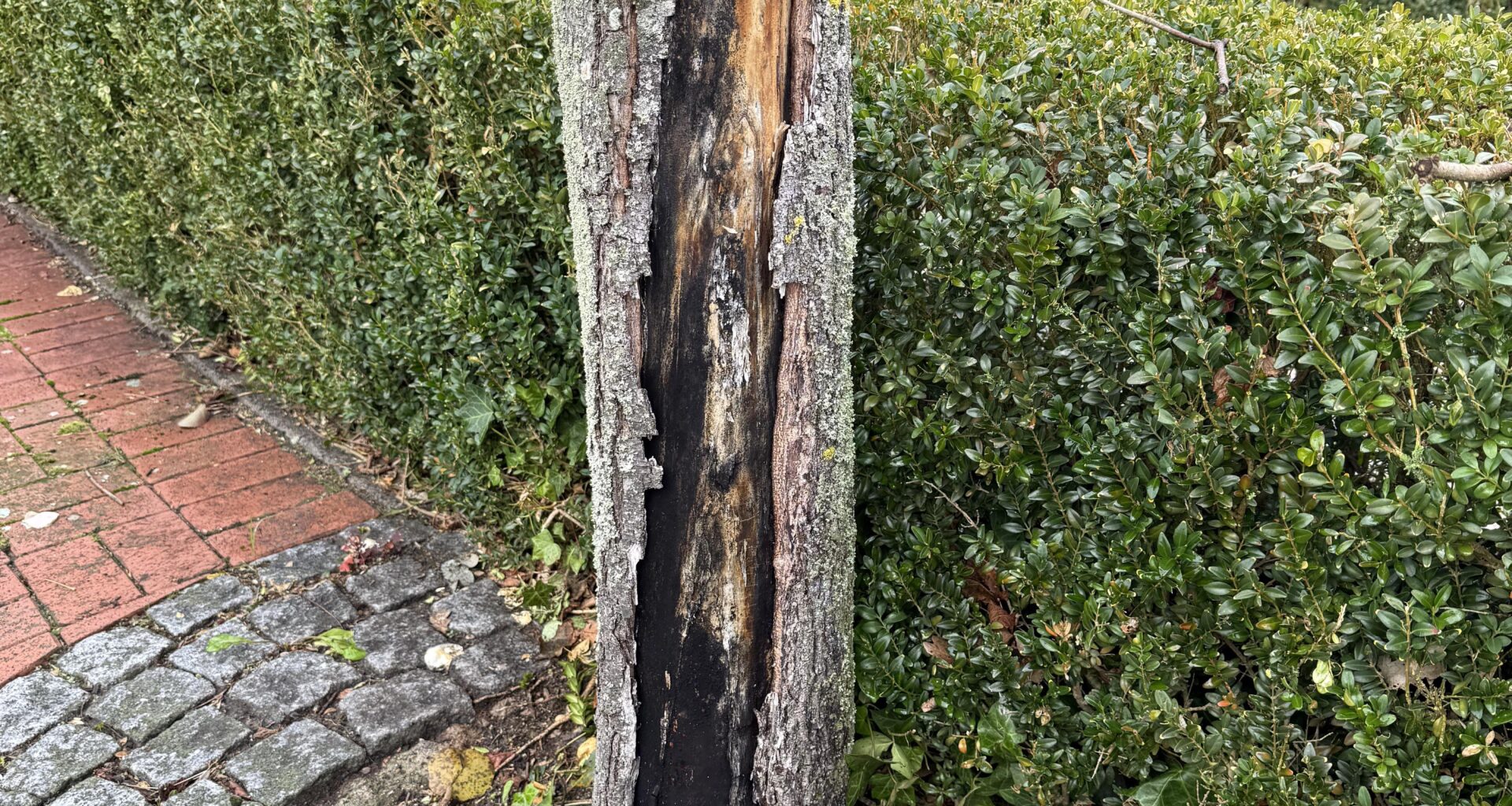 Braucht der Baum Hilfe?