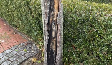 Braucht der Baum Hilfe?