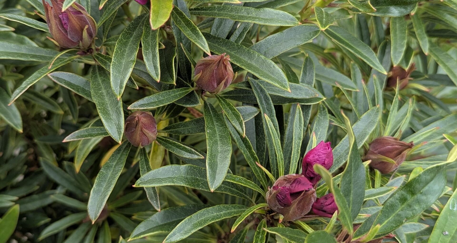 Wieso blüht mein Rhododendron jetzt erst?