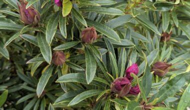 Wieso blüht mein Rhododendron jetzt erst?
