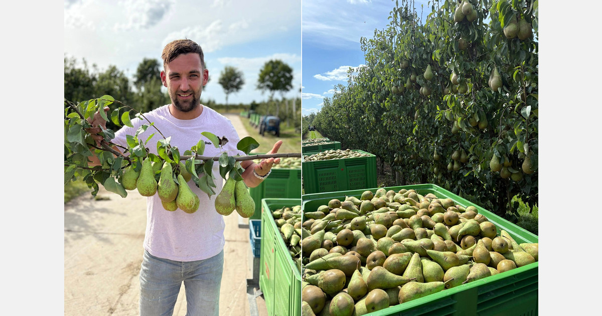 "Significantly lower top fruit harvest in Turkey creates opportunities for European exports"