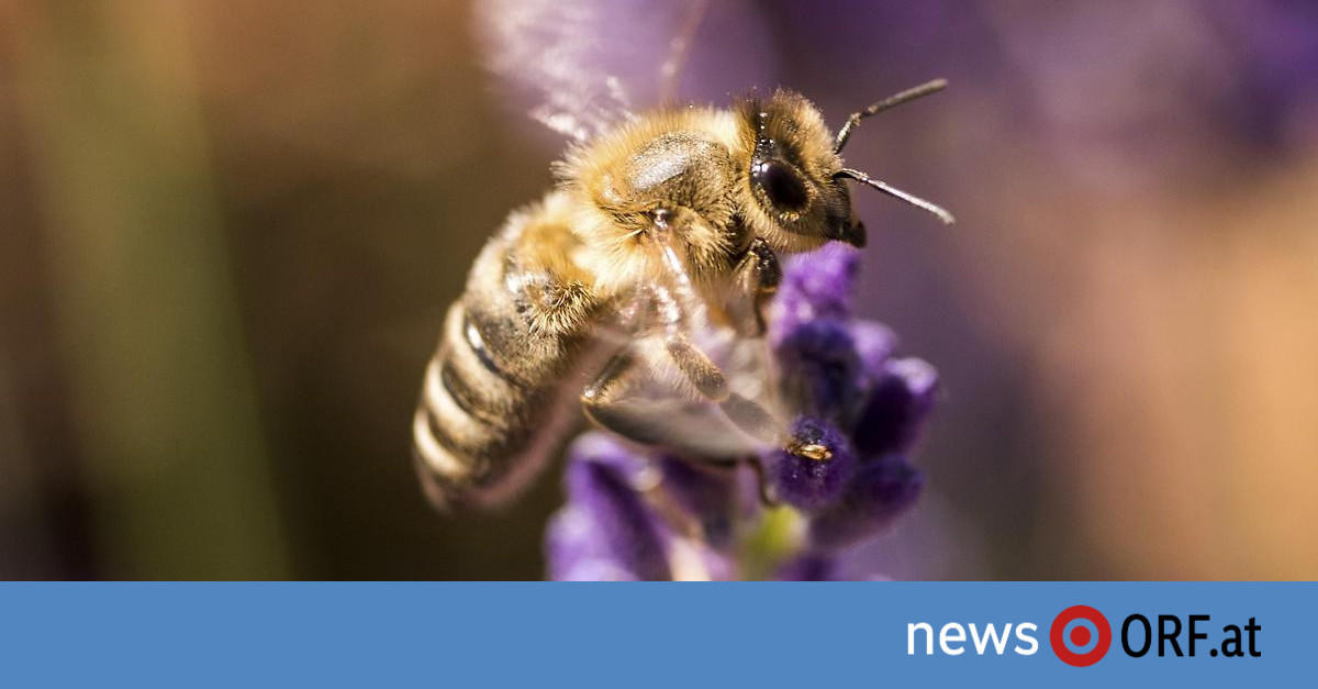 Europa: Wildbienenarten in Europa stark bedroht