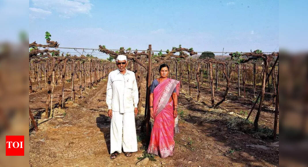 Elderly Junnar couple takes a chance with grapes, fruit now in Europe’s markets | Pune News
