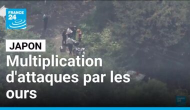 Japon : de plus en plus, les ours attaquent même dans les villes • FRANCE 24
