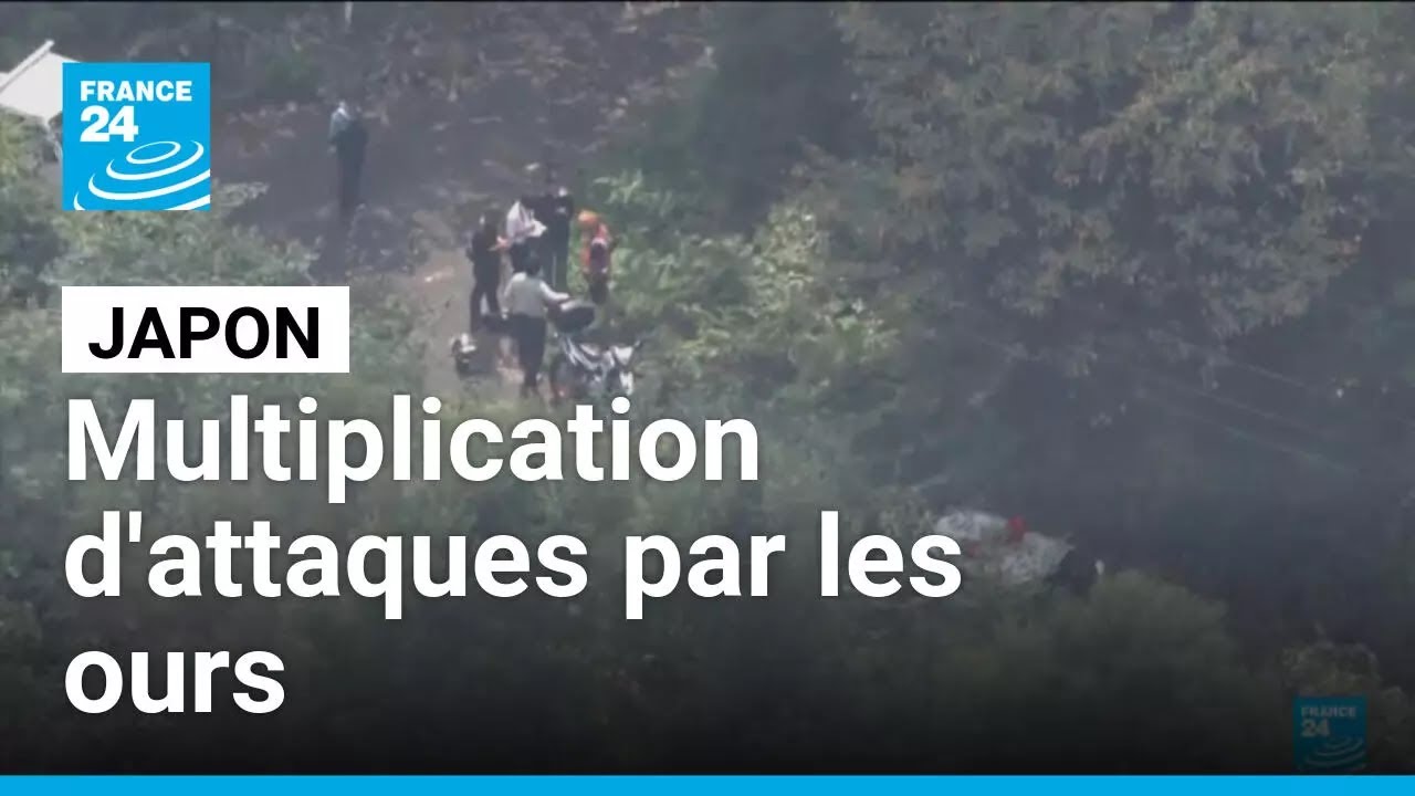 Japon : de plus en plus, les ours attaquent même dans les villes • FRANCE 24