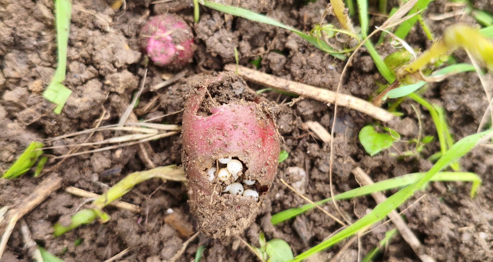 Was will in meinen Kartoffeln überwintern?