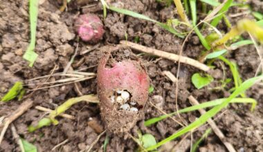 Was will in meinen Kartoffeln überwintern?