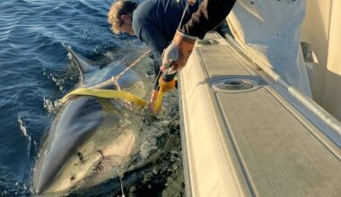 Record-breaking great white ‘Contender’ spotted again off Canada’s coast