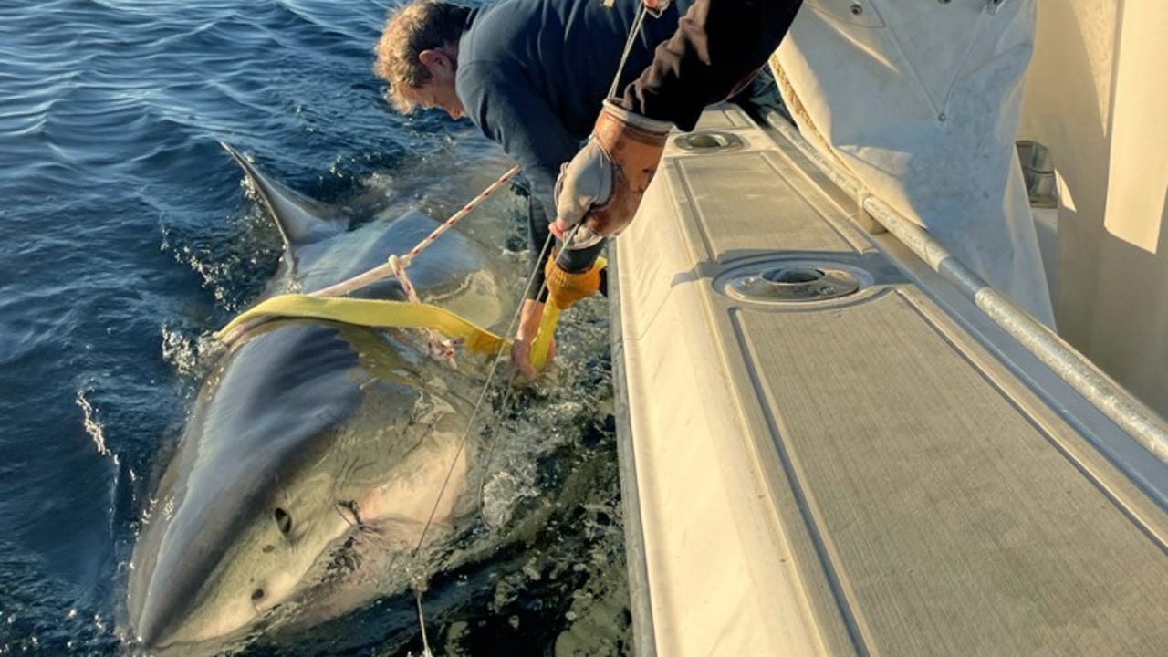 Record-breaking great white ‘Contender’ spotted again off Canada’s coast