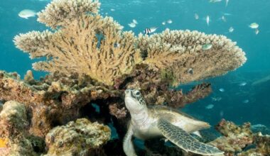 Global Coral Reefs Face ‘Widespread Death’ As Warming Planet Pushes System Beyond What It Can Cope With